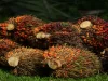 Malaysia end-Aug palm oil stocks hit 2 million tonne for first time in 2 years