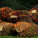 Malaysia end-August palm oil stocks hit 2 million tonnes for first time in 2 years