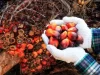 Boustead Plantations expects continued volatility in palm oil prices