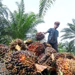 Malaysia’s palm oil stocks slide 6.56% in Feb