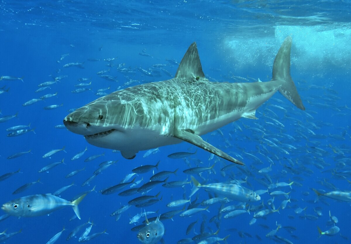 Bull Shark Kills Swiss Tourist in Australia