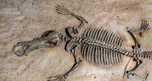 Fossil remains of the hadrosaur Gonkoken nanoi displayed in a Chilean laboratory, with researchers examining the 72-million-year-old bones.