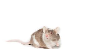 Single BRCA2 Mutation Linked to Diet-Driven Cancer Risk Scientists in a laboratory examining a DNA model and cellular samples related to BRCA2 gene research.