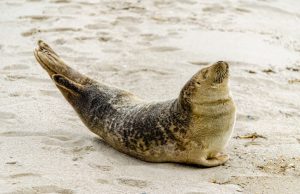 Avian Flu Kills 522 Seals on Brazilian Coast Dead seals lying on a sandy beach along the Brazilian coast, with waves in the background and a researcher in protective gear examining a carcass.