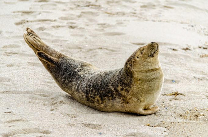 Dead seals lying on a sandy beach along the Brazilian coast, with waves in the background and a researcher in protective gear examining a carcass.