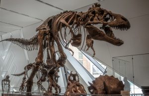 Ichthyotitan Fossil Resets Marine Reptile Size Record Paleontologists examine massive Ichthyotitan fossil bones embedded in the Westbury Formation rock layers.