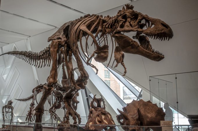 Fossil Discovery Resets Understanding of Largest Marine Reptile Size Paleontologists examine massive Ichthyotitan fossil bones embedded in the Westbury Formation rock layers.