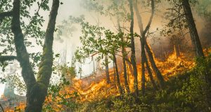 Western Canada Wildfires Displace Thousands Evacuees line up at a makeshift shelter in a community hall, with cots and volunteers distributing supplies amid the wildfire crisis.