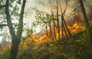 Western Canada Wildfires Displace Thousands Evacuees line up at a makeshift shelter in a community hall, with cots and volunteers distributing supplies amid the wildfire crisis.