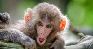43 Rhesus Macaques Escape South Carolina Facility Rhesus macaques climbing trees in a forest, representing the escaped monkeys adapting to the South Carolina environment.