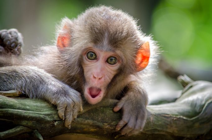 Rhesus macaques climbing trees in a forest, representing the escaped monkeys adapting to the South Carolina environment.