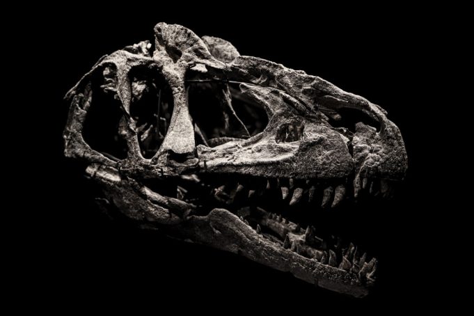 Paleontologists Uncover First Theropod Dinosaur in Kyrgyzstan's Jurassic Rocks Paleontologists excavating a partial theropod skeleton from Jurassic rock in Kyrgyzstan's Balabansai Formation.