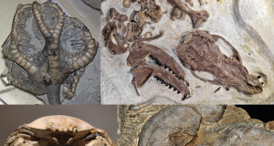 Ichthyotitan Fossils Found in England Formation Scientists examine large fossilized bones of the Ichthyotitan marine reptile excavated from the Westbury Formation in England.