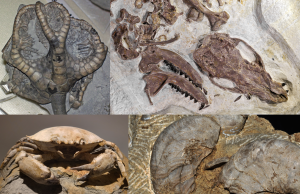 Scientists examine large fossilized bones of the Ichthyotitan marine reptile excavated from the Westbury Formation in England.