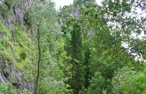 Rescuers navigate steep rocky terrain to reach a crashed bus at the bottom of a ravine in Diamer District.