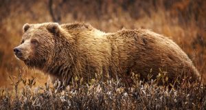 Grizzly Bear Attack Kills Two in Banff Park A grizzly bear stands in a forested area of Banff National Park, with mountains in the background.