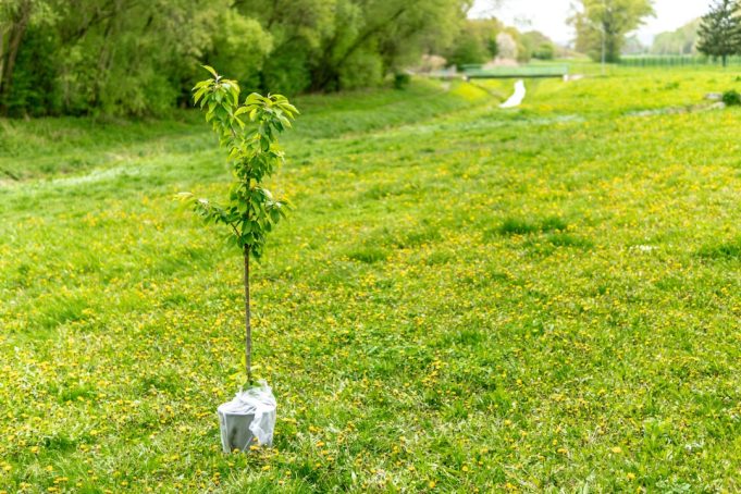 Nestle's three-million-tree plan in Mexico, Brazil aims for 2050 carbon neutrality Rows of young tree saplings planted on restored farmland with Nestle and partner logos on stakes under morning sun.