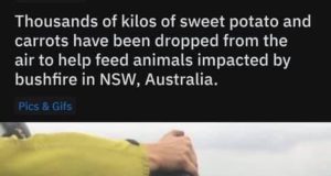 A helicopter drops a bundle of carrots and sweet potatoes into a fire-ravaged forest area in New South Wales.