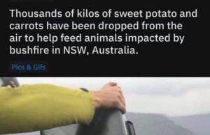 A helicopter drops a bundle of carrots and sweet potatoes into a fire-ravaged forest area in New South Wales.