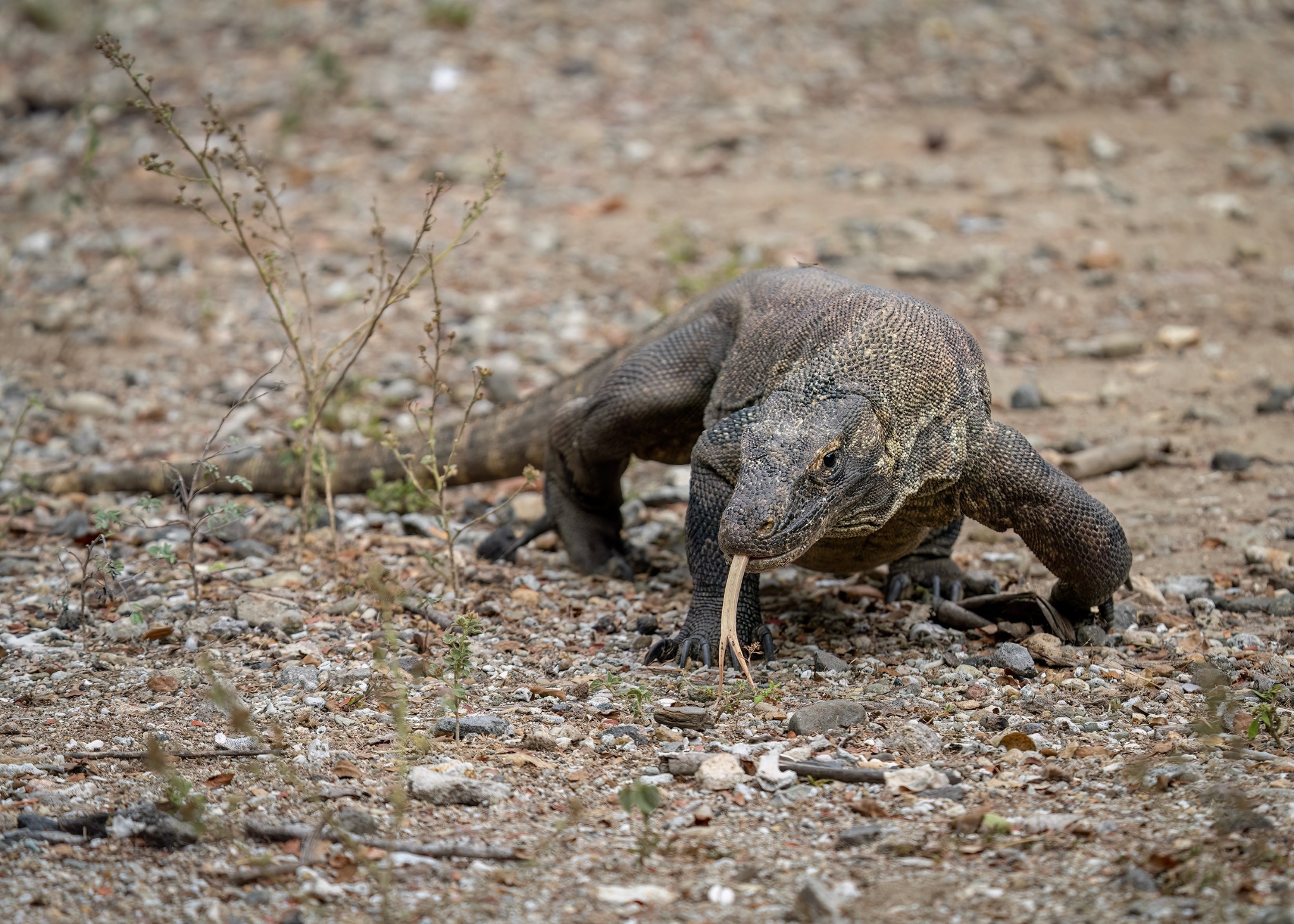 Scientists Discover Virgin Birth in Crocodile Scientists Discover Virgin Birth in Crocodile
