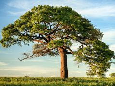 UBA Foundation returns to historic Lagos schools to launch 2026 tree planting initiative