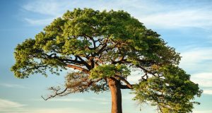 UBA Foundation returns to historic Lagos schools to launch 2026 tree planting initiative UBA Foundation returns to historic Lagos schools to launch 2026 tree planting initiative