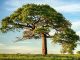 UBA Foundation returns to historic Lagos schools to launch 2026 tree planting initiative UBA Foundation returns to historic Lagos schools to launch 2026 tree planting initiative