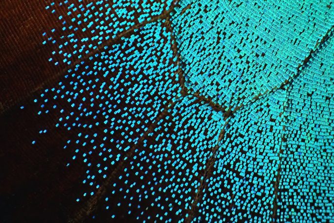 Cambridge Lab-Grown Brain Tissue Forms Functional Connections with Spinal Cord Cambridge Lab-Grown Brain Tissue Forms Functional Connections with Spinal Cord
