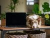 Australian IT Professional Uses AI to Design Custom Vaccine for Dog’s Cancer Australian IT Professional Uses AI to Design Custom Vaccine for Dog's Cancer