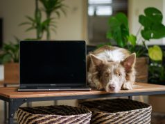 Australian IT Professional Uses AI to Design Custom Vaccine for Dog’s Cancer Australian IT Professional Uses AI to Design Custom Vaccine for Dog's Cancer