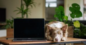 Australian IT Professional Uses AI to Design Custom Vaccine for Dog's Cancer