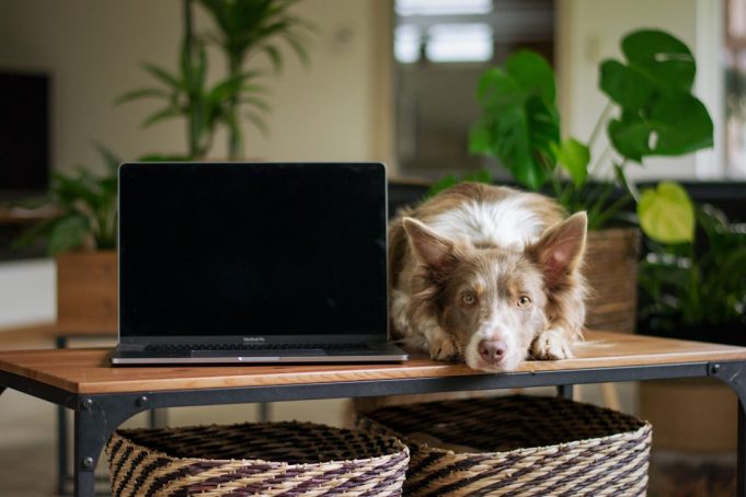 Australian IT Professional Uses AI to Design Custom Vaccine for Dog's Cancer Australian IT Professional Uses AI to Design Custom Vaccine for Dog's Cancer